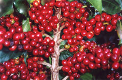 Coffea arabica fruit
