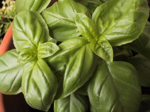 basil leaves