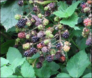 Blackberries growing wild