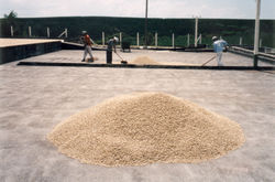 Coffea arabica fruit
