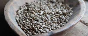 Spelt grains